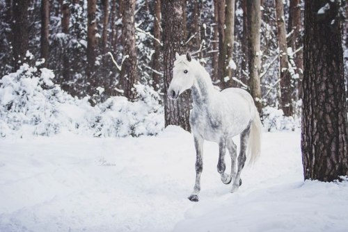 orlovtrotter:Orlov Trotter stallion Omul’ (”Cisco”)By: Rita...