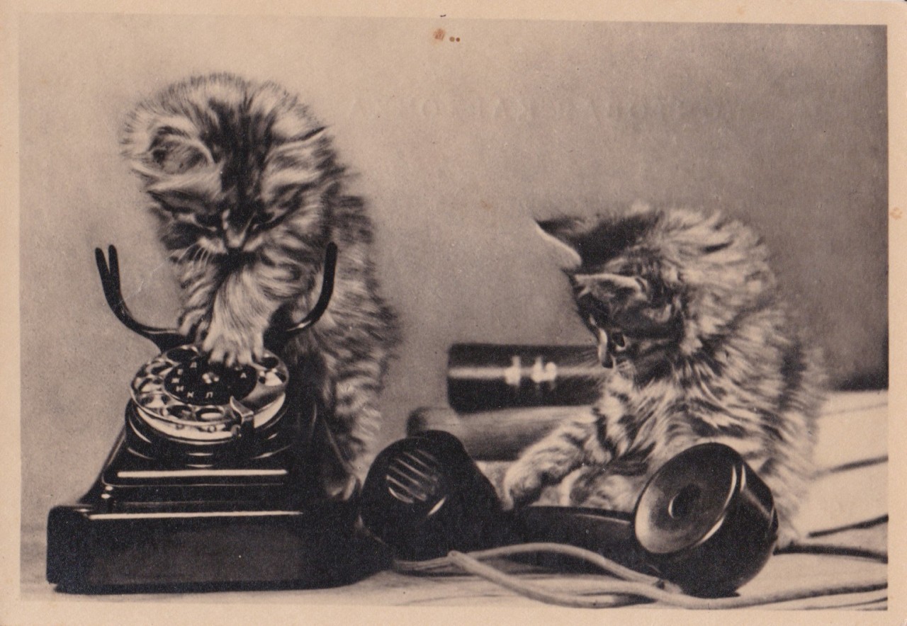 Kittens with a rotary phone, Vintage Soviet postcard by S. Mishin (1950s)