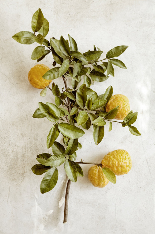 Lemon Branch via
