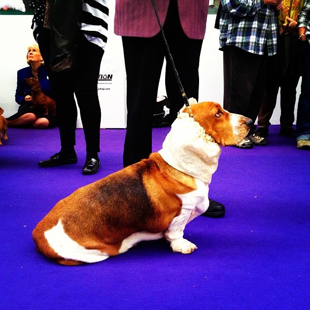 Basset Hound in a scarf (Westminster Dog Show,... Holly Bailey