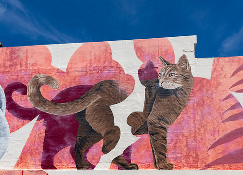only-cats-photos