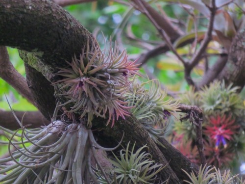 More tillandsias in Cuernavaca, Mexico this morning, 2017.5.27