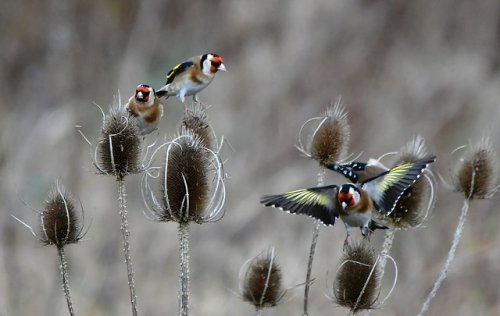 pagewoman:Goldfinches ~ Jonlet raymond