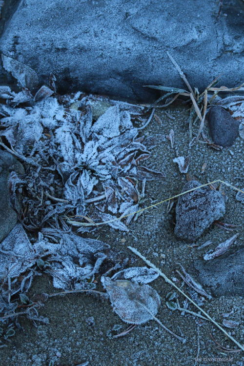 riverwindphotography:Frosty Leaves in blue light along the...