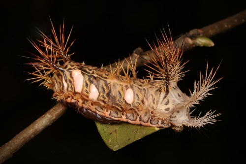 sinobug