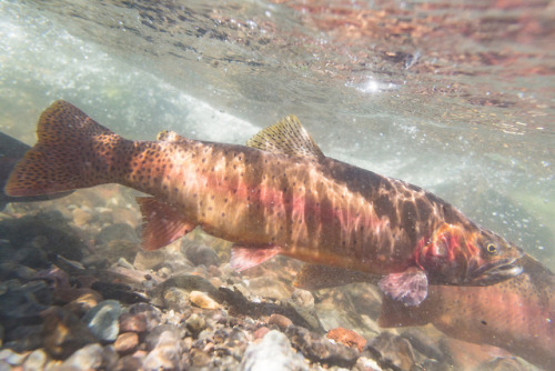 emerald-of-the-eight:Spawning Yellowstone cutthroat trout...