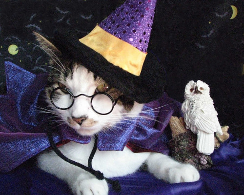 catcosplayuniverse:HAIRY Potter in Dress RobesSOURCE