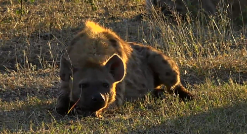 melancholyprince:i took screen shots of the hyenas from the...