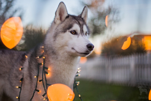 huskyhuddle:Merry Christmas you guys!These are rest of our...