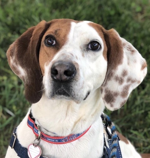 shelterpetproject