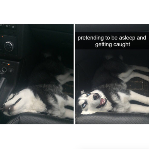 babyanimalgifs:More dog snaps