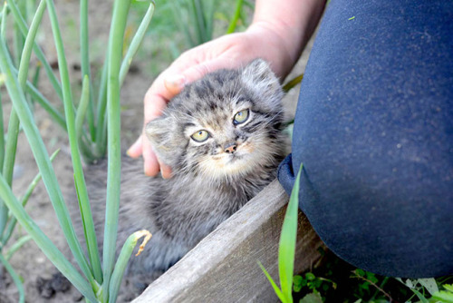 cuteanimals-only:Rescued Pallas’s cat kitten eye colour...