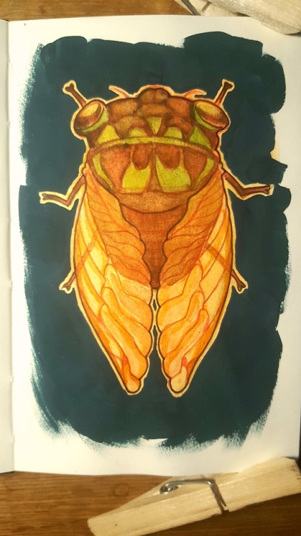 cicada drawing | Tumblr