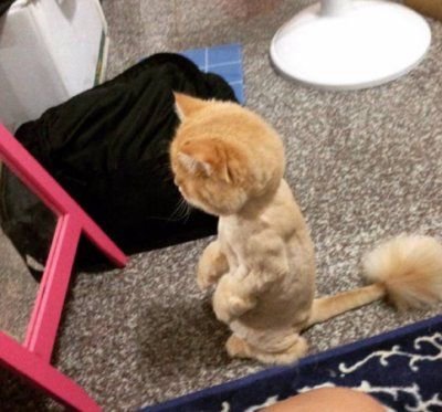 Cat Haircuts Tumblr