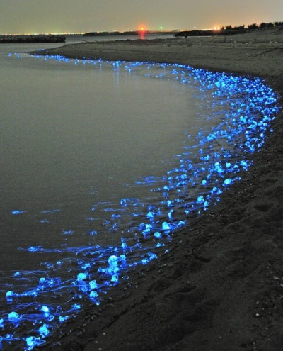 and firefly squid | Tumblr