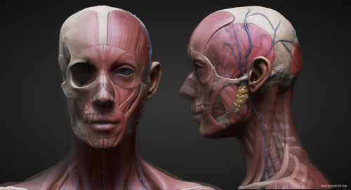 anatomy360:Male and Female Ecorche Models