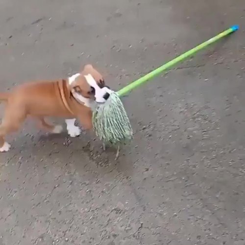 awwsfordays