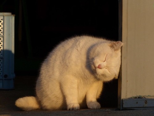 ehoradote:gato lindo