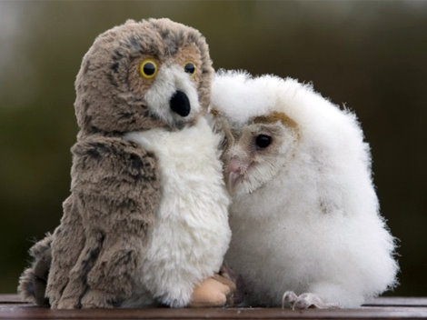 cuteness-daily:Cute animals with stuffed animals!