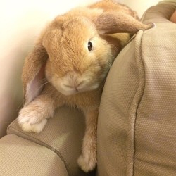Man Finds Lost Bunny in Couch Cushions A local...