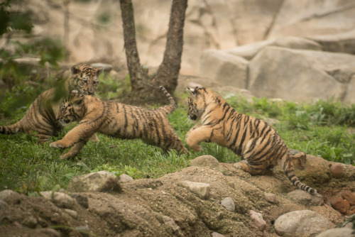 usatoday:Columbus Zoo’s adorable new Amur tiger cubs play...