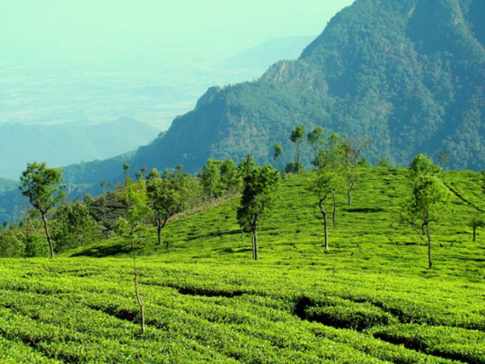 Green mountain picture from Nilgiri hills in ooty, India