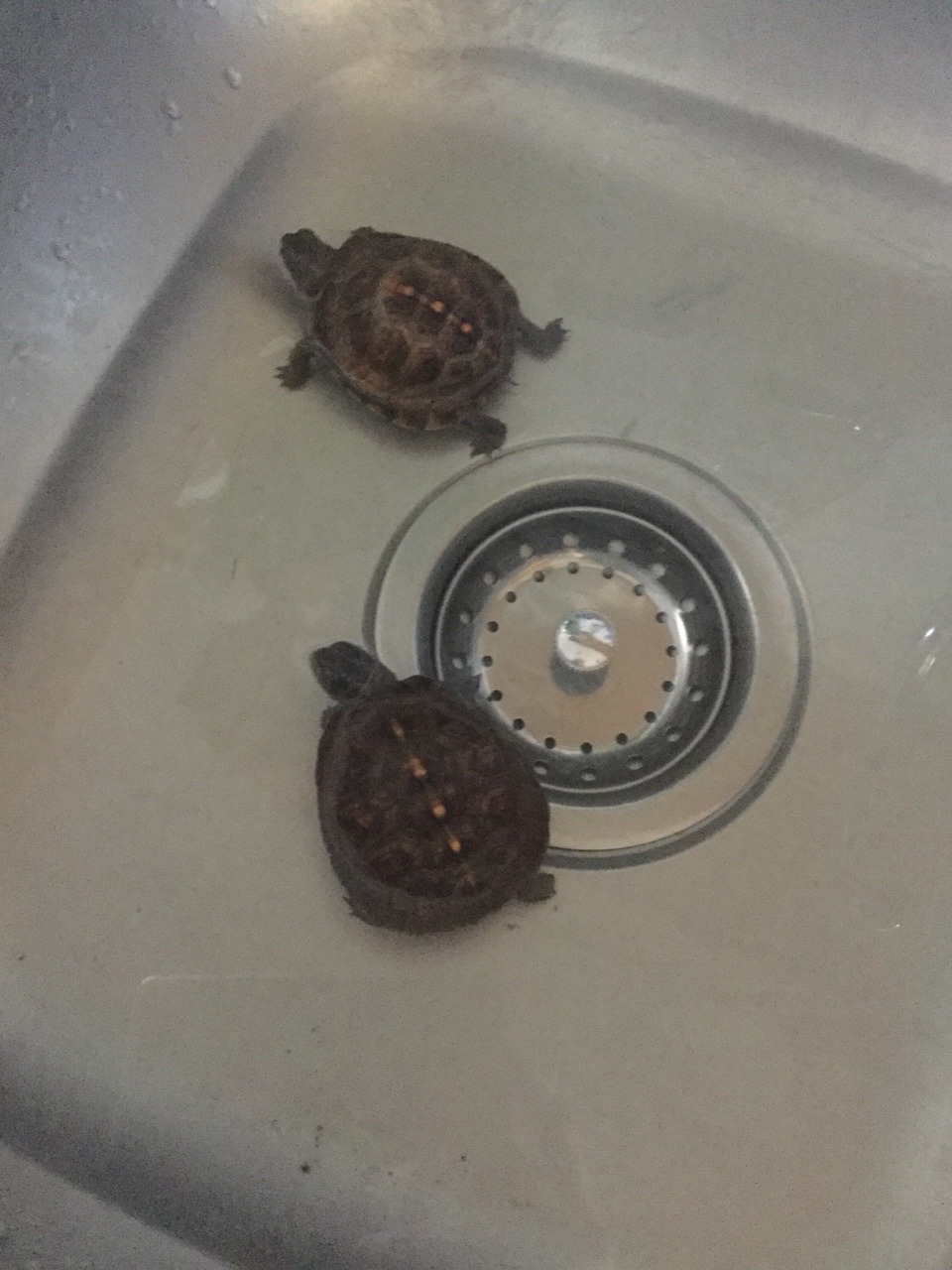 My Name Is Zachary Stevens — Baby turtle having a bath