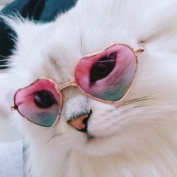 Cute White Cat Aesthetic - Cat's Blog