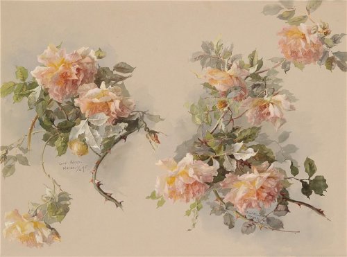 Study of roses by Constanze Münch (19/20th century)