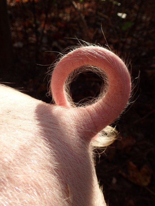 pig tail on Tumblr
