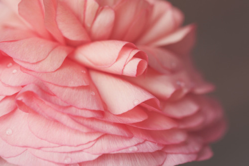 andantegrazioso:Petal tutu |...