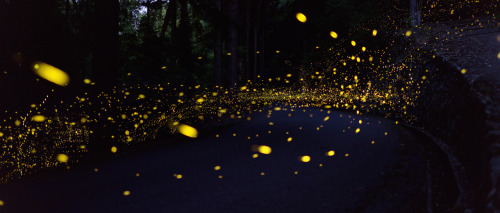 landscape-photo-graphy:Gold Fireflies Dance Through Japanese...