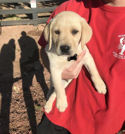 labrador-overload:Our new puppy, Hudson, experienced sprinklers...