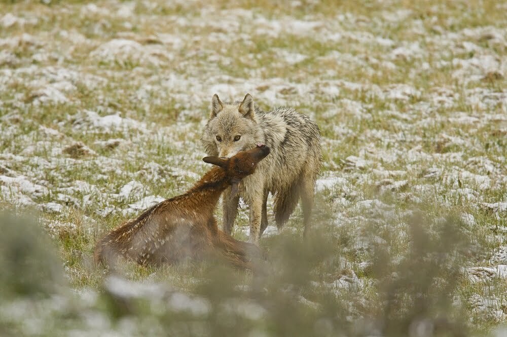 WOLVES: Photo