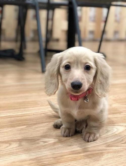 awwww-cute:Reddit, meet Noodle (Source: http://ift.tt/2CDpieI)