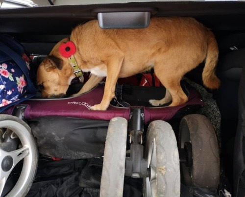 What’s in here?#borderterriercrossjackrussell...