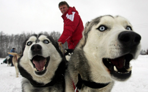 Akt Atamawarui 俺はやるぜ 俺はやるぜ Dog Sledding The Big