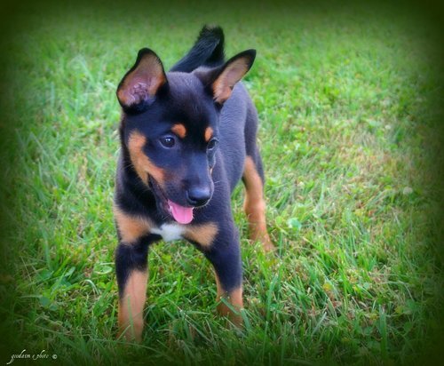 Spartanburg Sc Shiba Inu Meet Kashi A Pet For Adoption