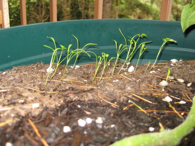 Carrots! When they first sprout the look like...