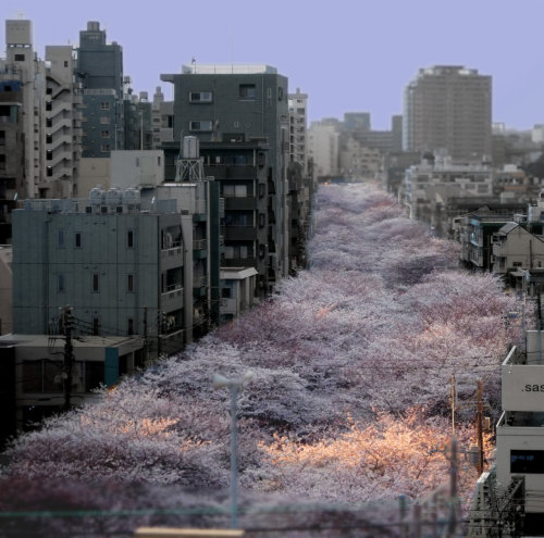 gkojax: â€œweekendneverdies:â€œ clÃ¡sicos: â€œDJ Quietstorm, Straight Outta Nakameguro - Nakameguro in Full Bloomâ€ â€