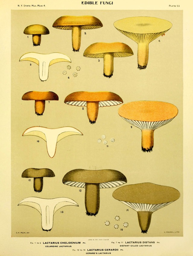 Scientific Illustration Wapiti3 Report Of The State Botanist On