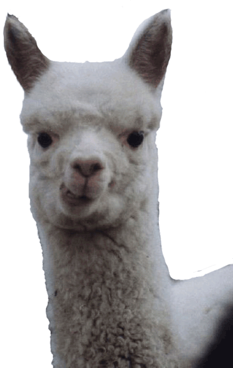 alpacca on Tumblr