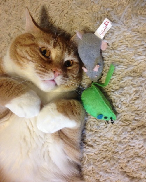 catsbeaversandducks:The Sad Shelter CatA shelter cat was so...