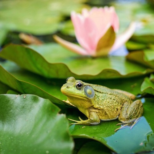 bunnycottage:irishcottagecafe:Frogs and Herbs Moodboard...