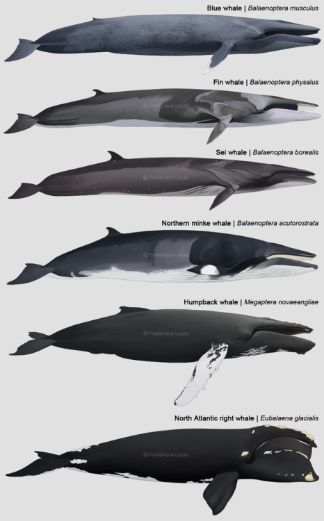 namu-the-orca:Marine Life of the Maritime Provinces,...