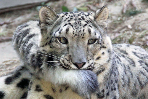 yourhatedideal:awesome-picz:Snow Leopards Love Nomming On...