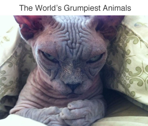 tastefullyoffensive:wwinterweb:The World’s Grumpiest Animals...