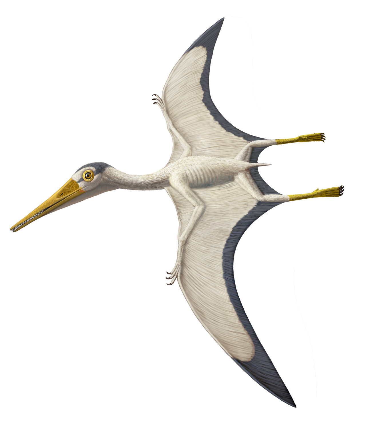 pterodactyl shape