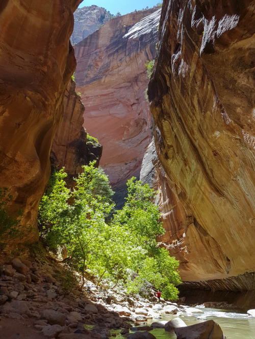 The Narrows - Zion National Park, Utah, United States