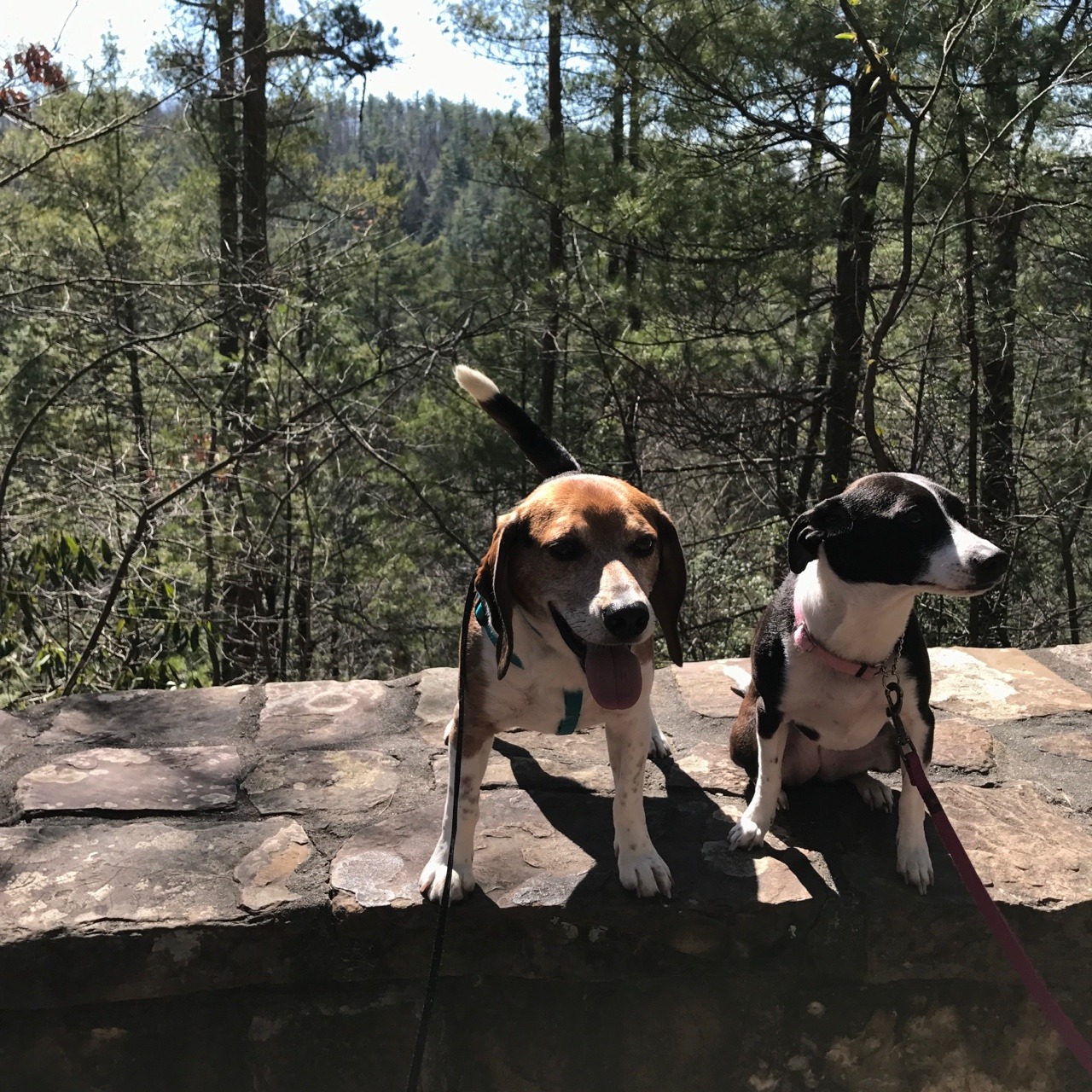 beagle hiking